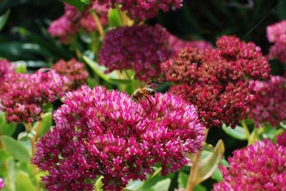 Purple sedum to prepare a healing infusion that increases potency
