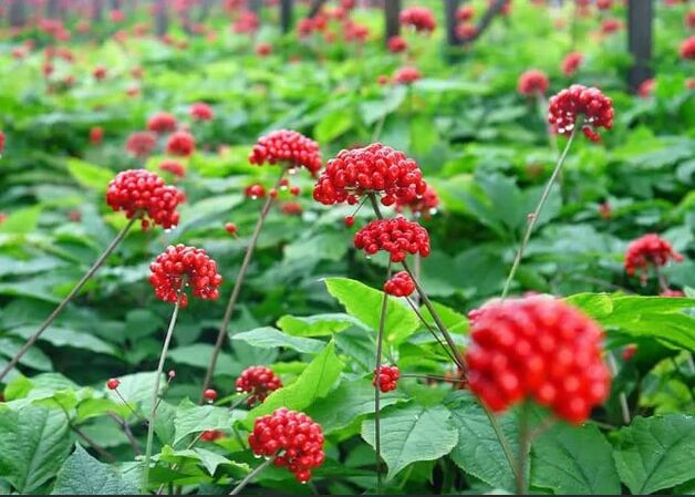 Ginseng